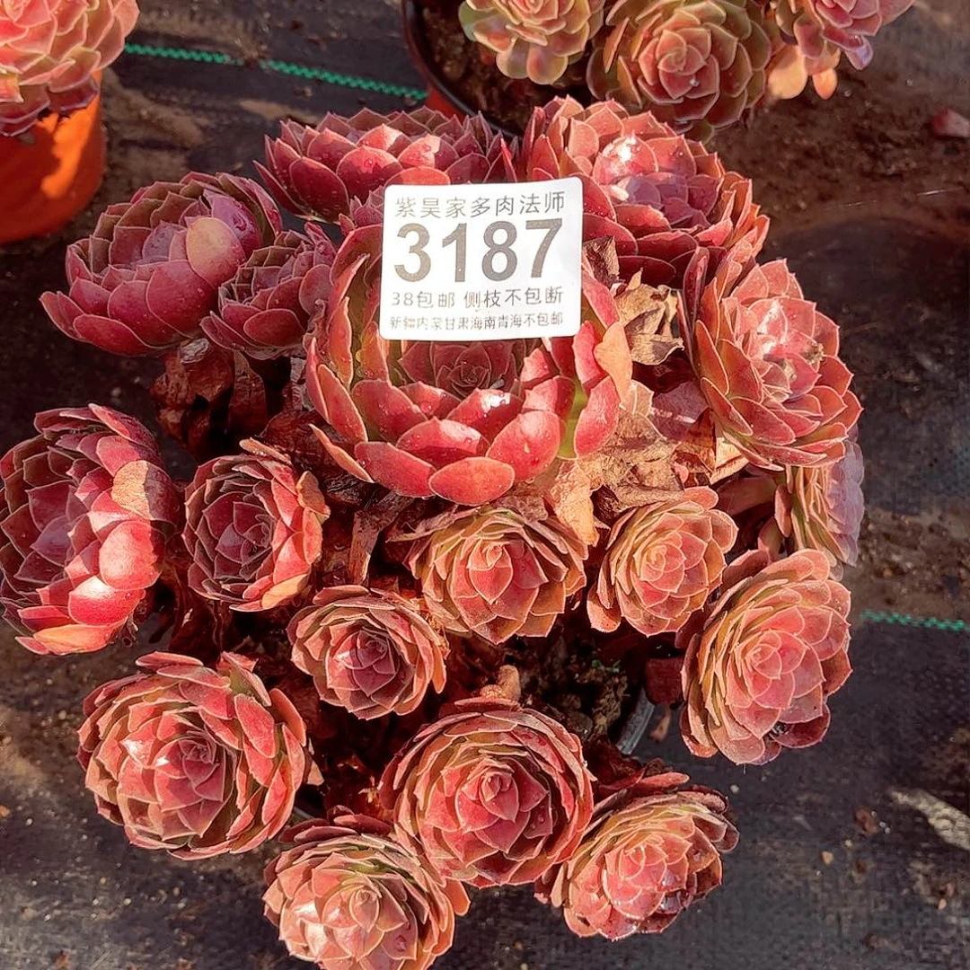 1棚法师0000003187