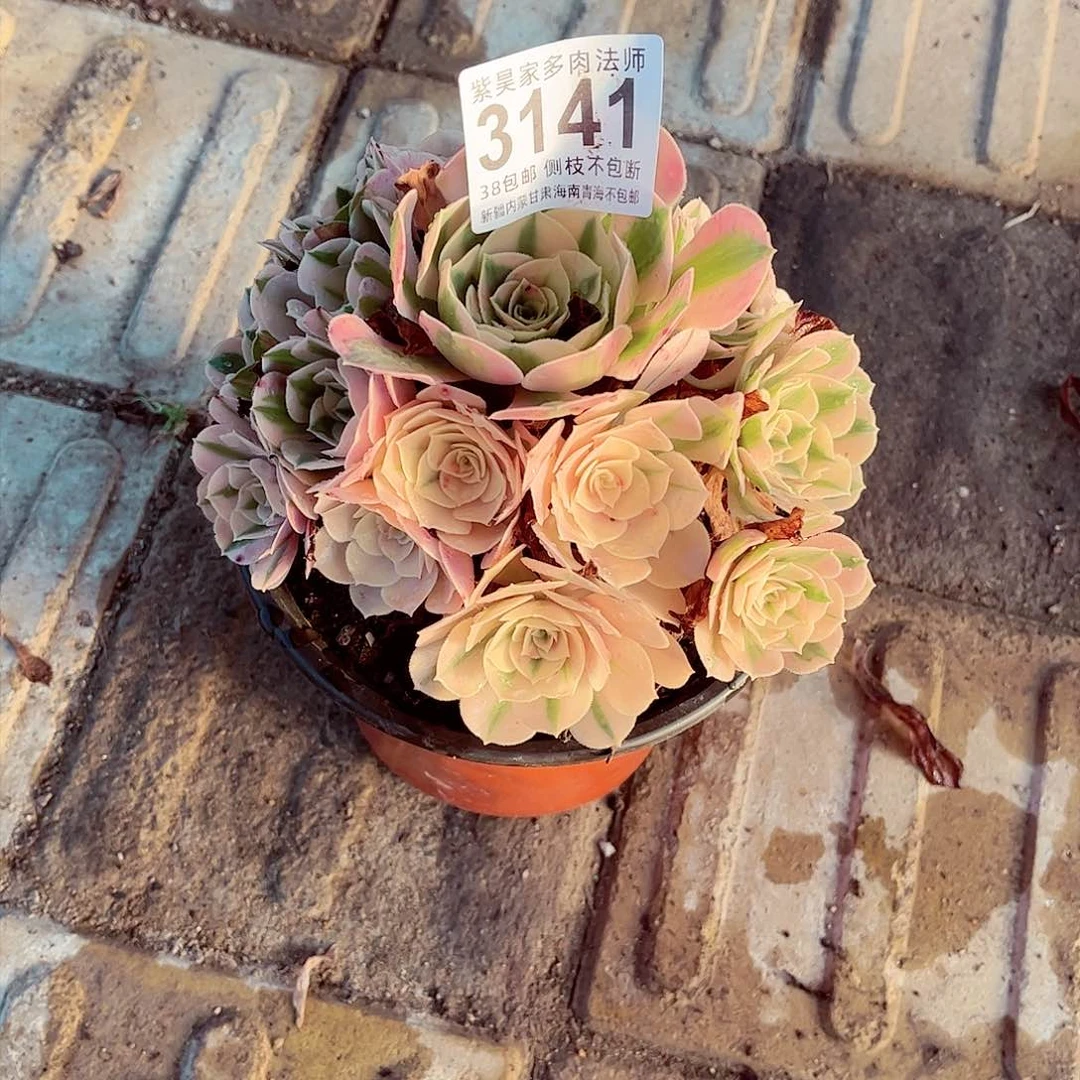 星**想1棚法师0000003141