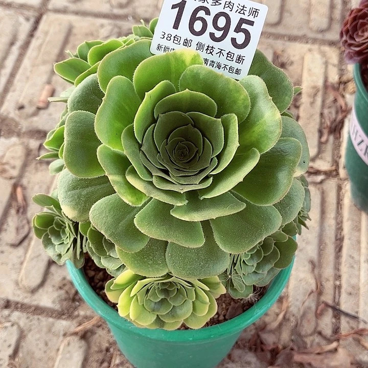 1棚法师0000001695