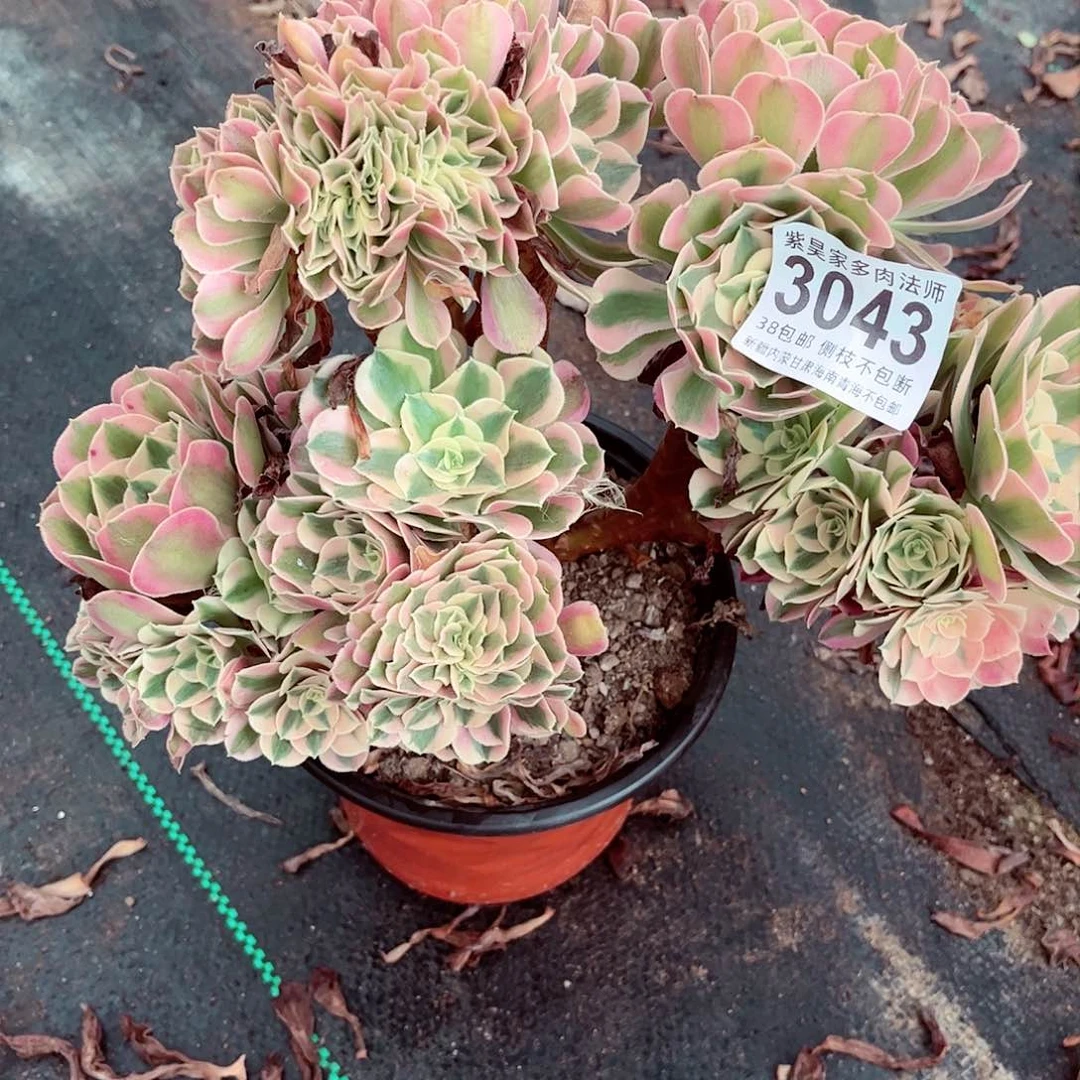 1棚法师0000003043