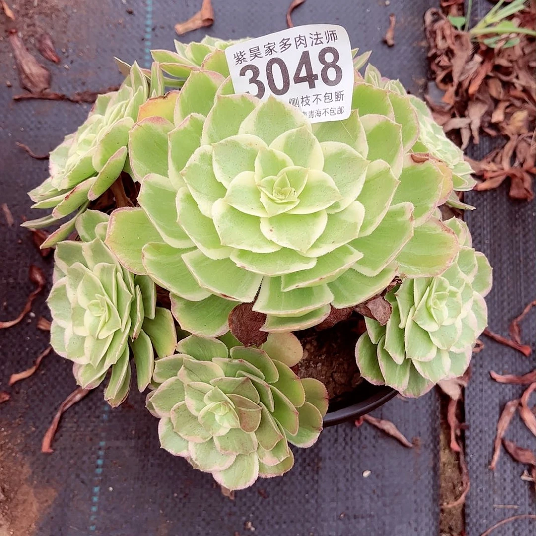 1棚法师0000003048