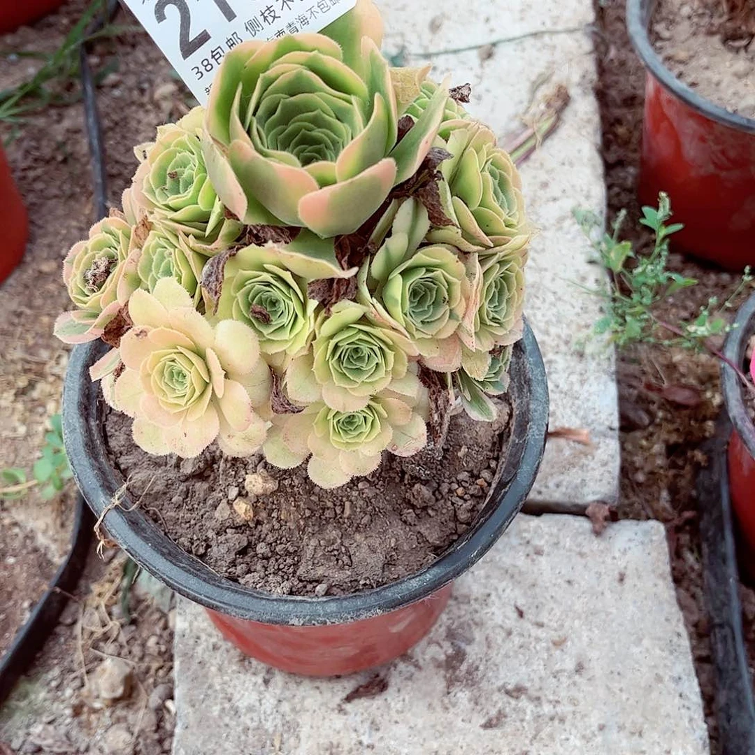 阳**1法师0000002151