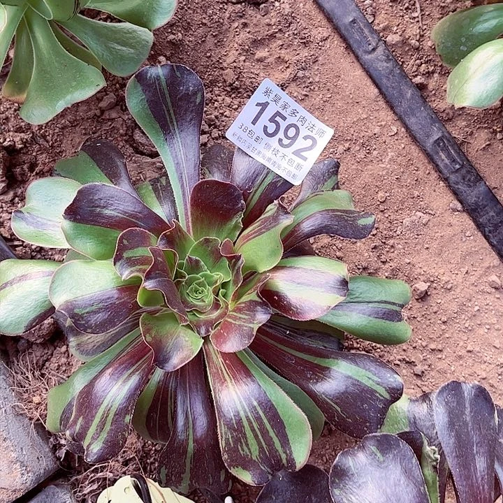 1棚法师0000001592