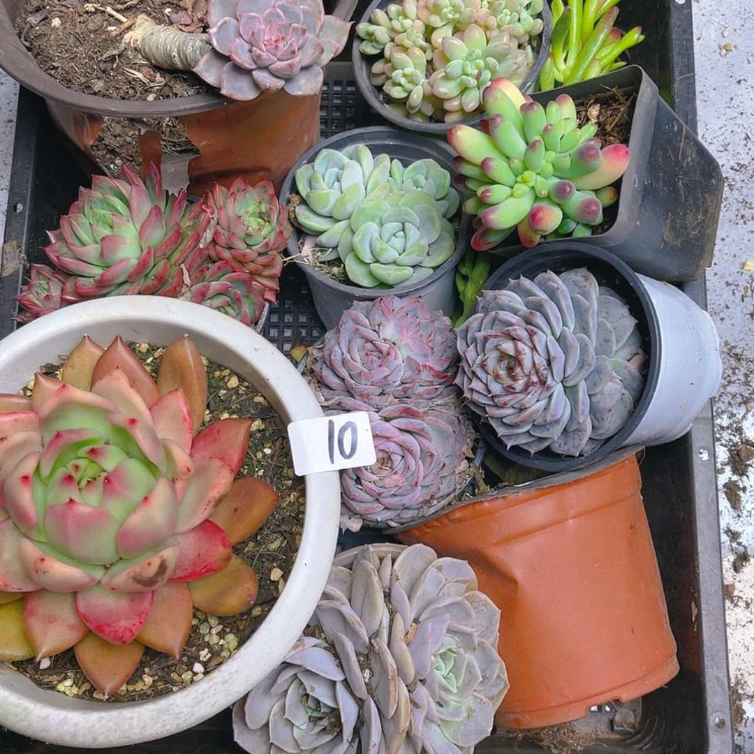 【闪购商品】多肉植物10