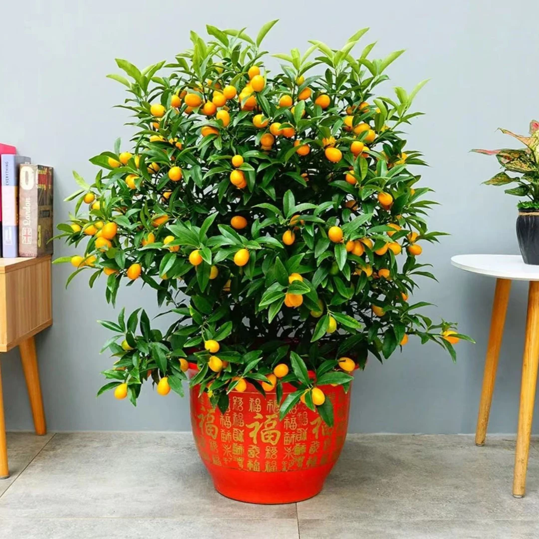 大型盆栽绿植年宵花喜庆绿植室内室外客厅办公室好养观赏性花卉