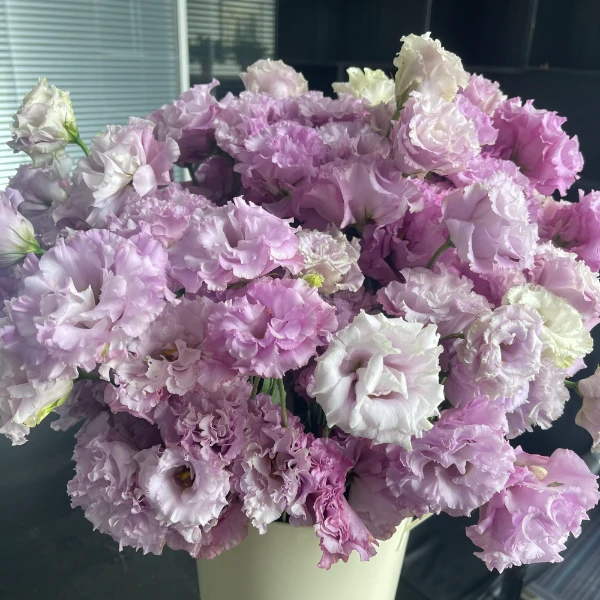 【浅紫波浪洋桔梗】卷边浅紫桔梗鲜花云南基地直发一件包邮冷链直发