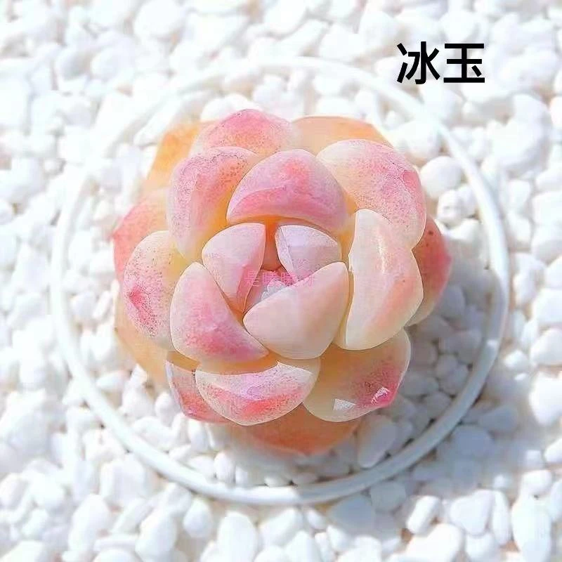 扶苏家 奶油冰玉 多肉植物