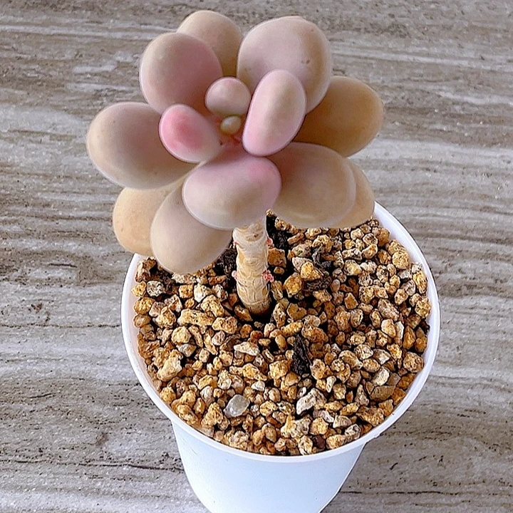 扶苏家 桃蛋 精品老桩脱土发