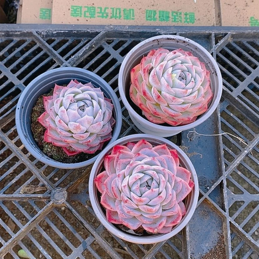 【闪购商品】粉水晶三个