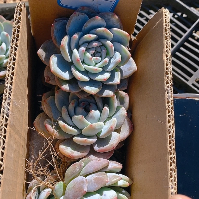 【闪购商品】成梦露6