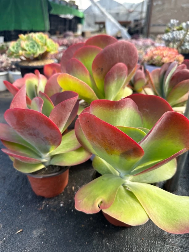 扶苏家 蝴蝶唐印 新手好养整装