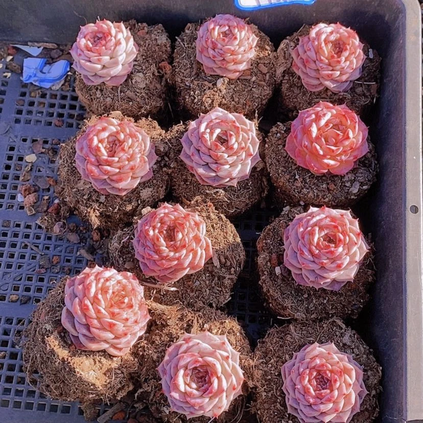 【闪购商品】红陶171cm(含)-200cm(含)天鹅绒11