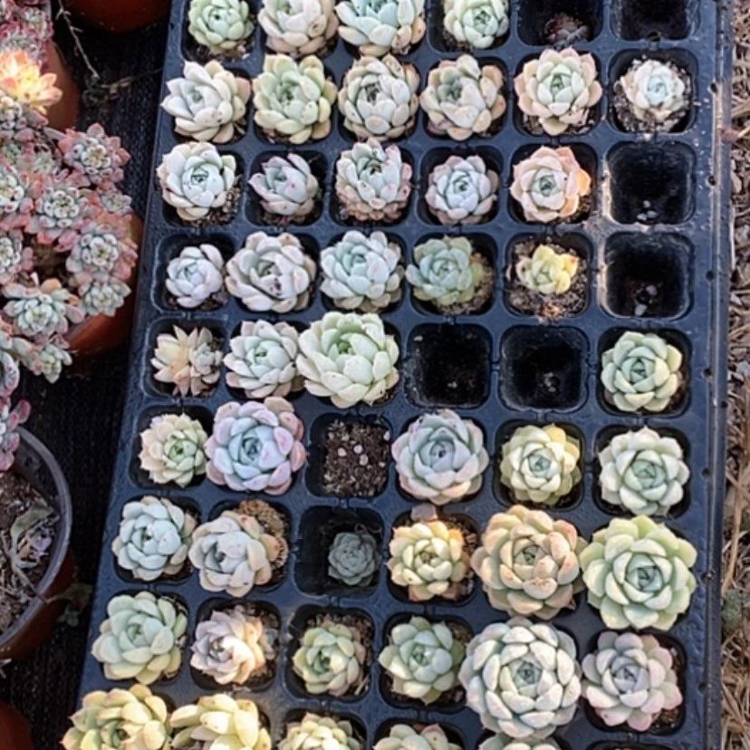 【闪购商品】麦秆杂交