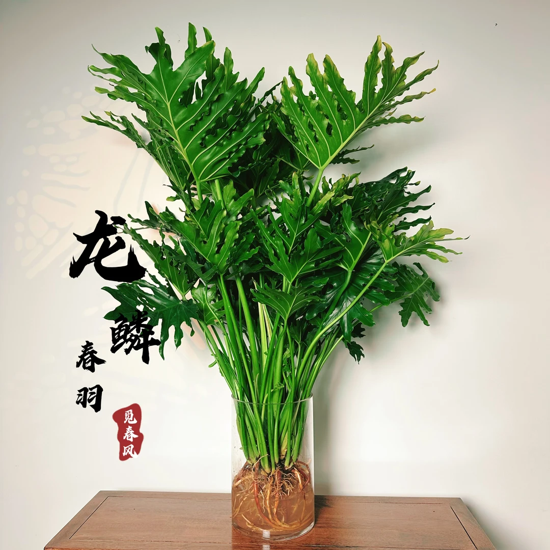 蔓绿绒春羽多仔春羽水培绿植室内高级感绿植土培养护盆栽龙鳞春羽