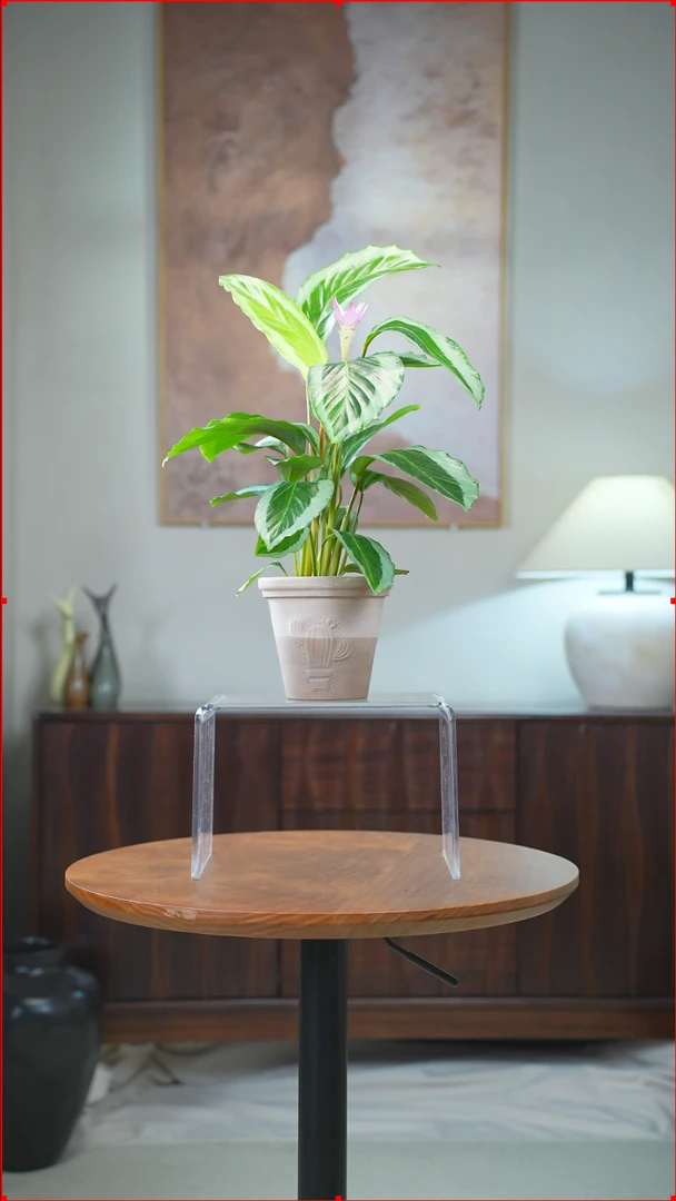 青莲竹芋室内好养护开花植物土培绿植高奢网红盆栽耐活家居摆件