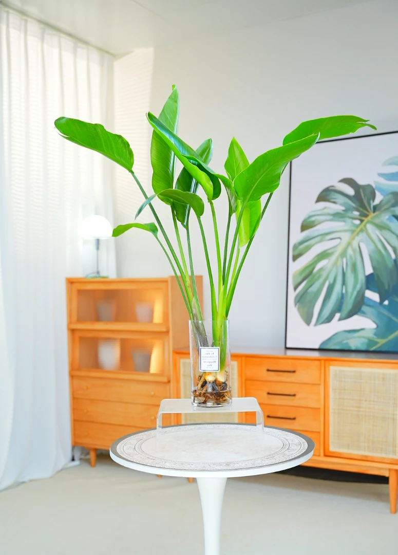 水培天堂鸟绿植鹤望兰盆栽大型绿植好养护家居摆件盆栽买二送一