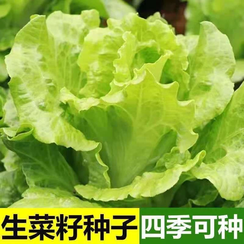 生菜种子四季播种奶油生菜玻璃生菜阳台庭院盆栽种植秋冬蔬菜种子