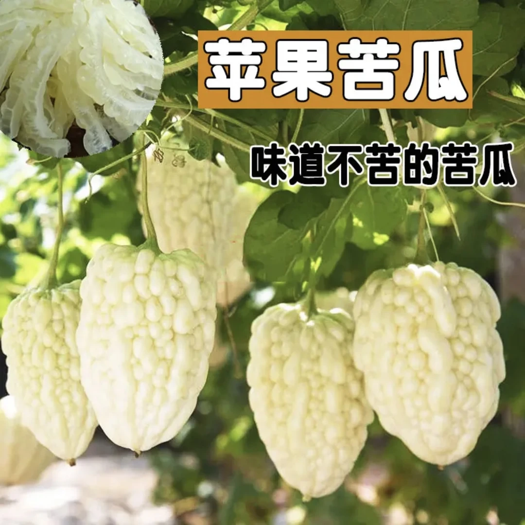 苹果苦瓜种子 可以生吃的苦瓜春季夏季蔬菜家庭四季