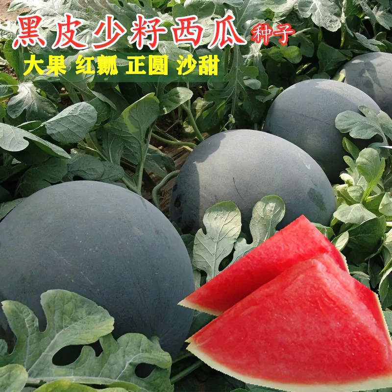【黑皮西瓜】西瓜种子适应性强四季种植西瓜种子甜脆夏季水果良种