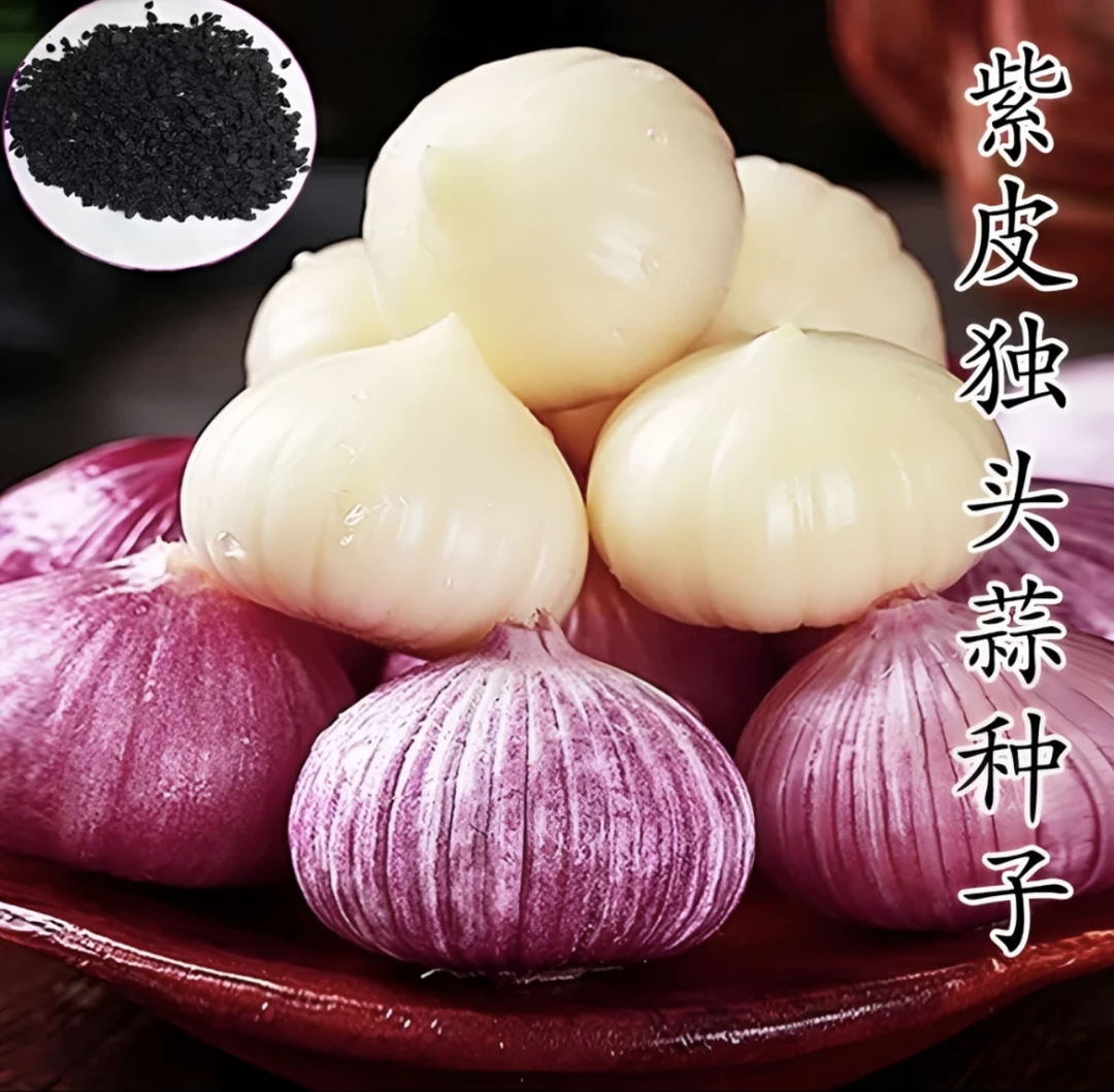 抢!【9.9包邮】四季紫皮大蒜圆头蒜种植播种阳台农家盆栽蔬菜种子