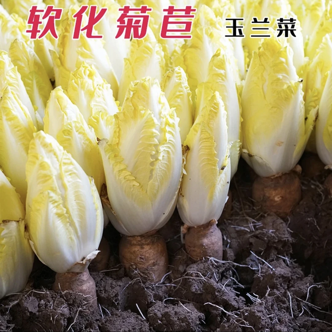 金玉兰菜种子菊苣菜欧洲王子菜营养软化菊苣多年生四季蔬菜种籽苗