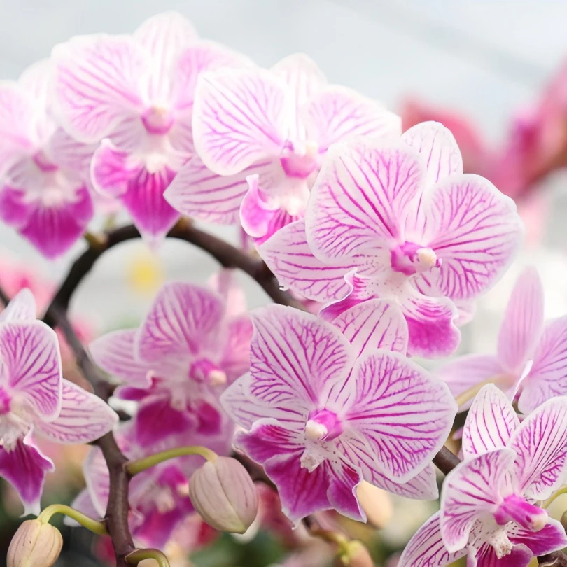 老黑园艺【2.8寸杯/苗】蝴蝶兰 高颜值，桌面花款 丰花 客厅阳台