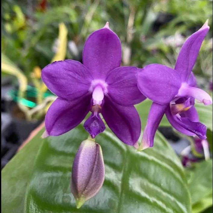 原生蝴蝶兰 芳香型蝴蝶兰 趣味蝶 湾湾输入种 老黑园艺