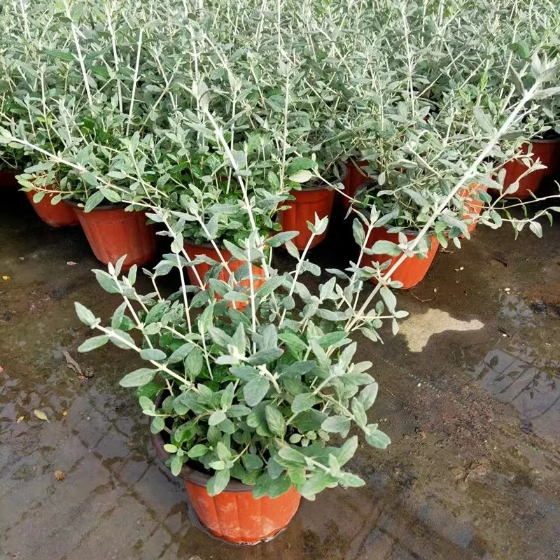 水果兰盆栽多年生绿植花卉耐寒耐热花镜花园调色四季常绿植物