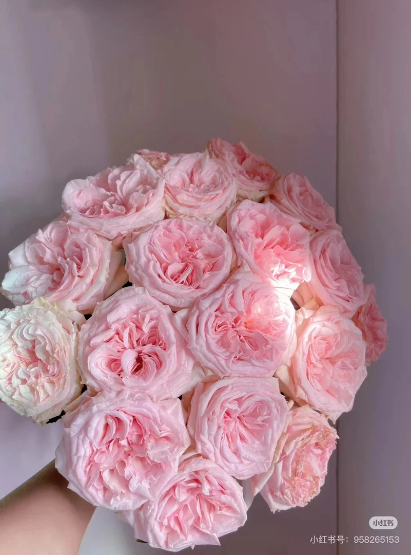 {满两单包邮}粉荔枝 任意两单及以上顺丰包邮