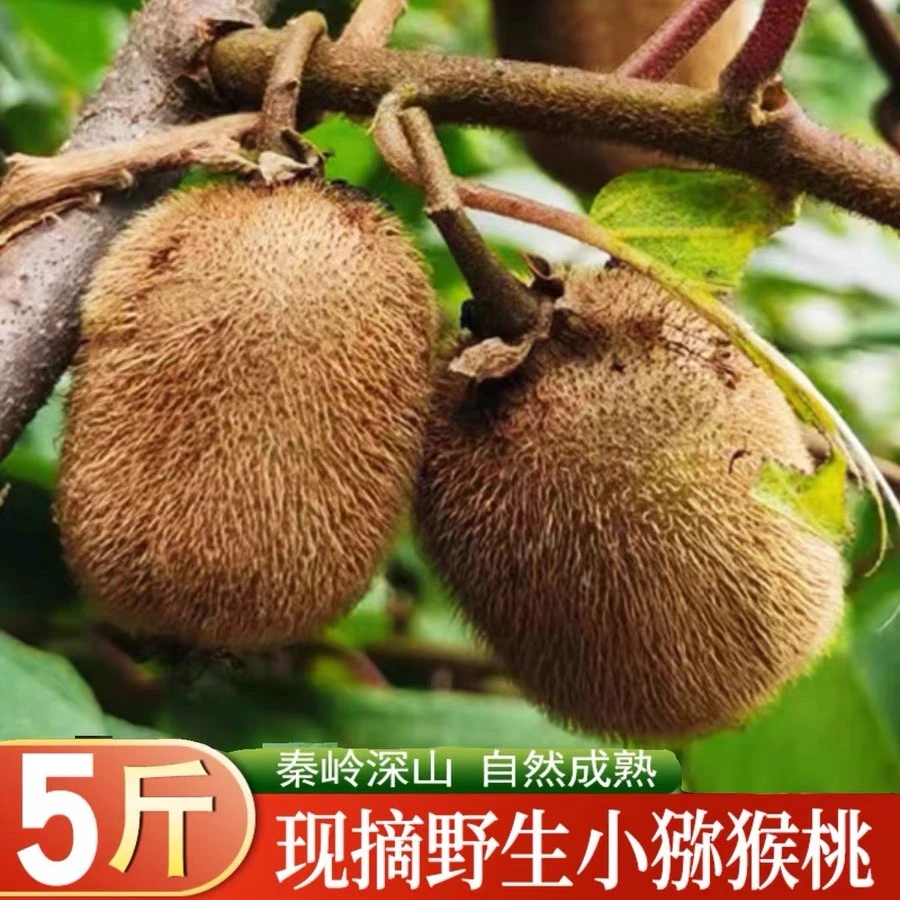 野生猕猴桃秦岭深山自然生长新鲜采摘孕妇水果维C之王现摘现发5斤