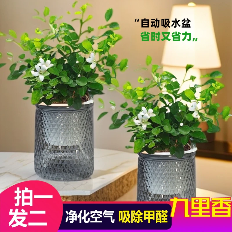 拍一发二花伴水九里香盆栽水培植物浓香四季