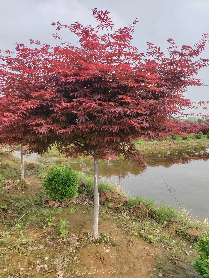 红枫别墅庭院造景上档次