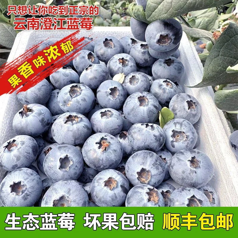 云南抚仙湖生态花香蓝莓巨无霸顺丰空运到家