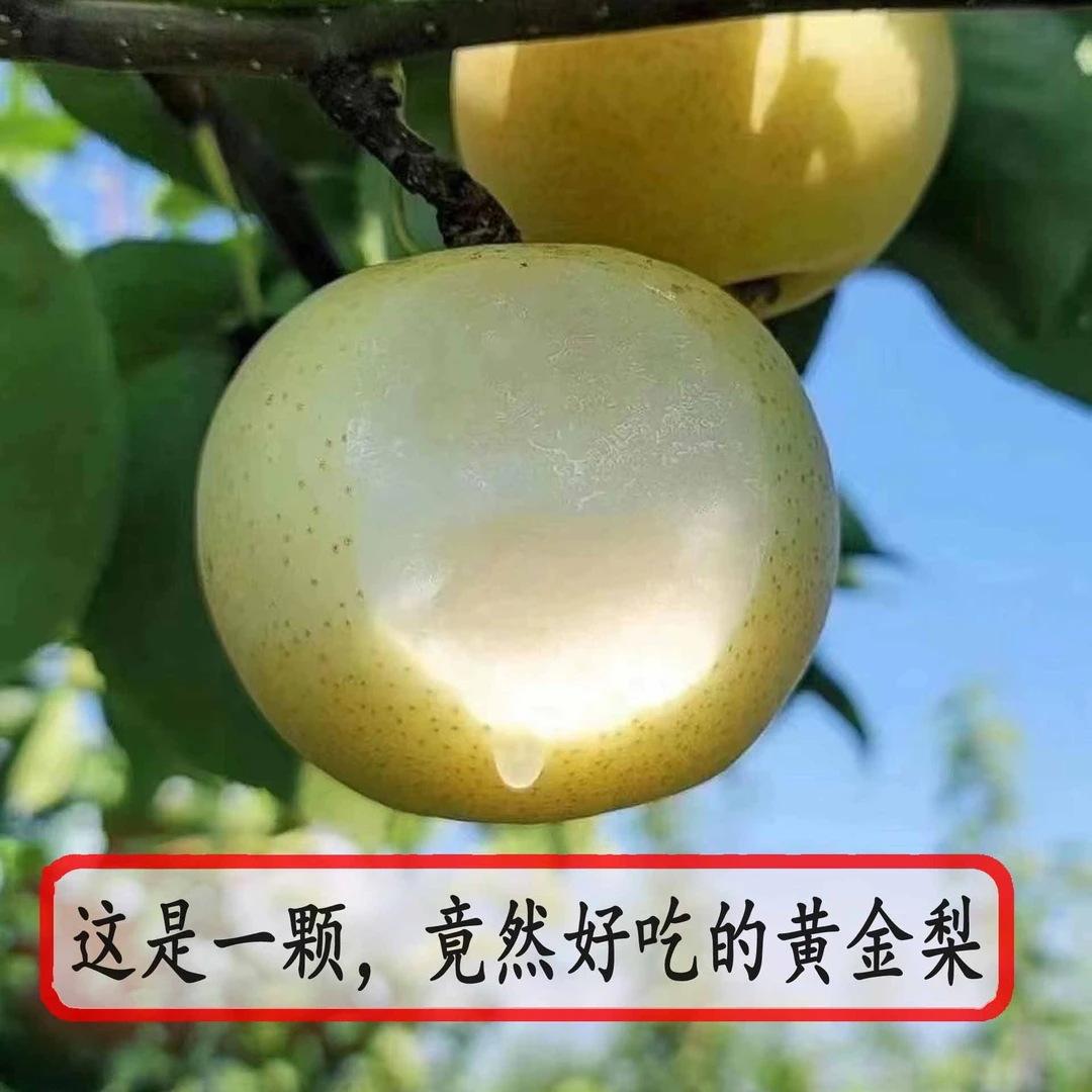 2023年新上市河南南阳正宗博望黄金梨酥梨当天采摘三斤/五斤装