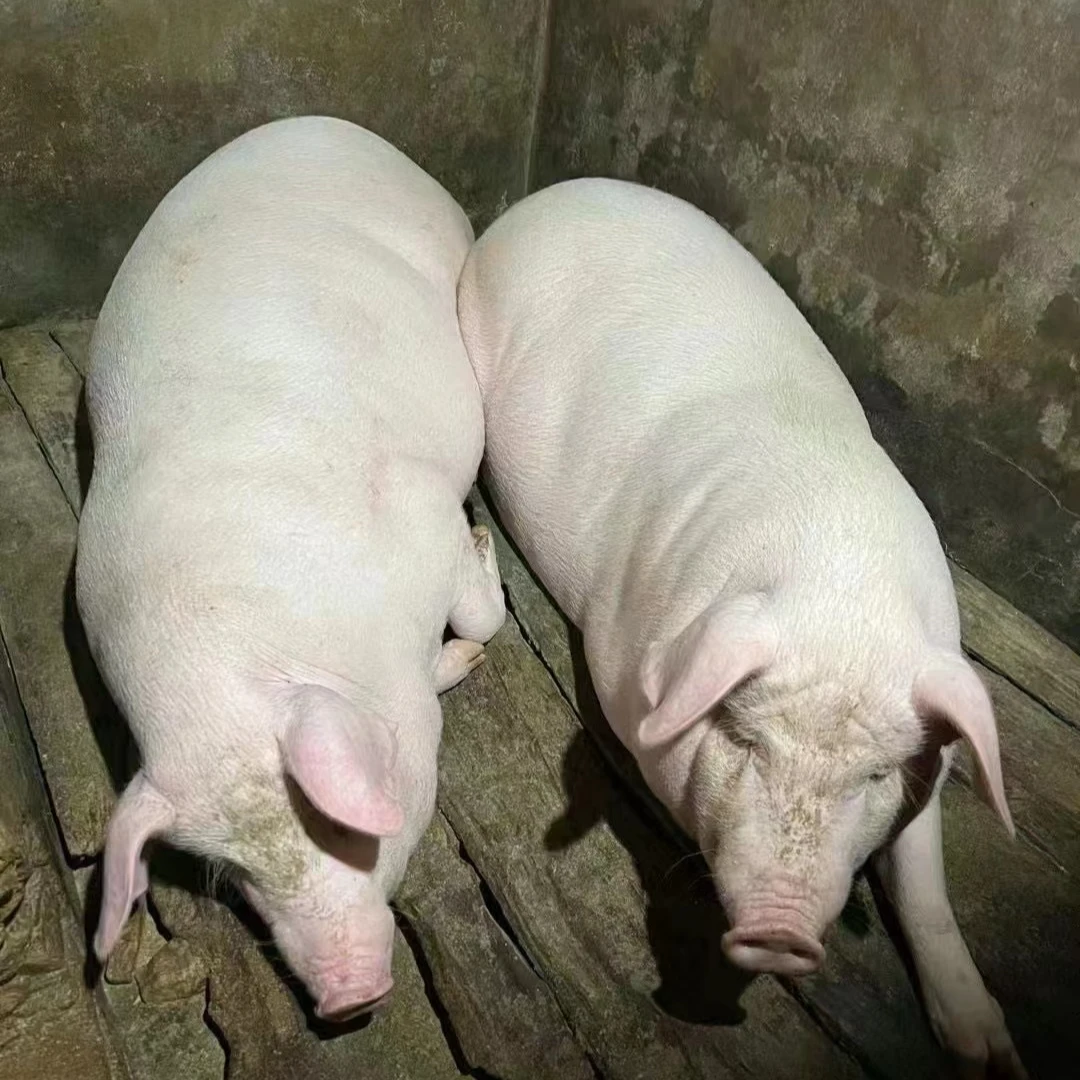 农村熟食喂养土猪肉全肉链接【现称链接】