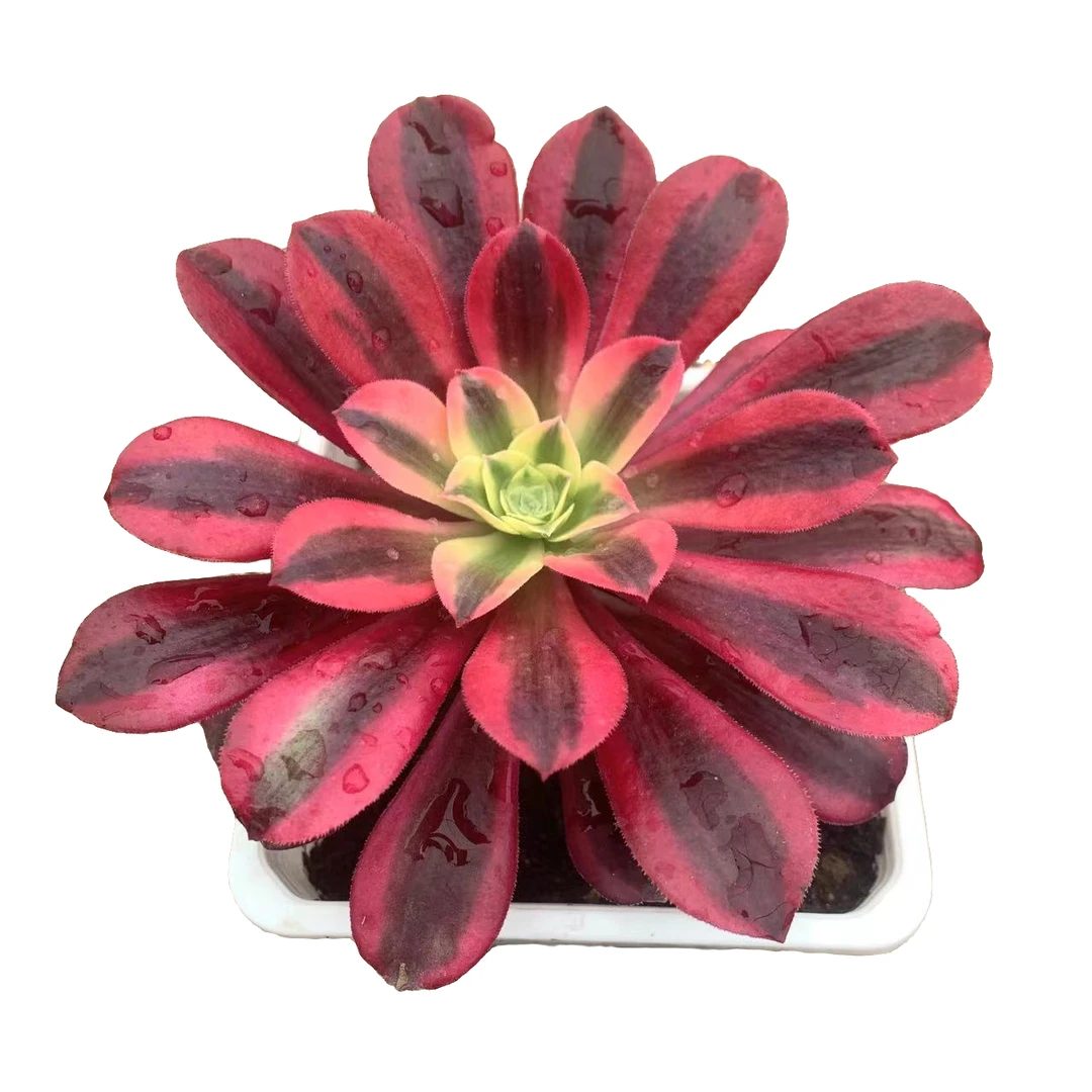 美杜莎法师法师锦多肉植物（脱土裸根发货）