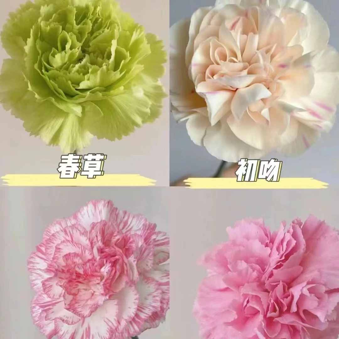 【莫奈花园风】稀有康乃馨情人节母亲节自然色鲜花昆明发货顺丰冷链