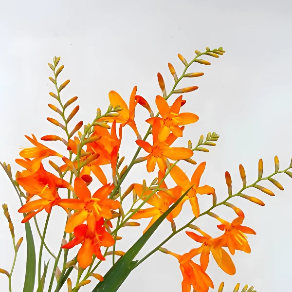 火焰兰鲜花线条感小众花材夏季自然橙色云南基地昆明发货顺丰冷链