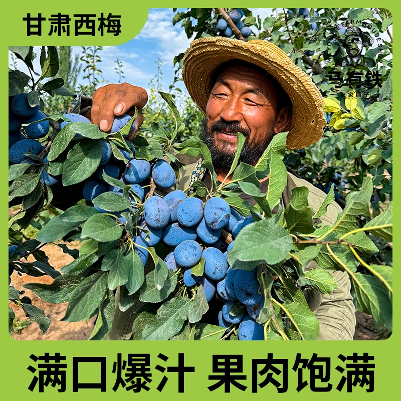 甘肃西梅新鲜应季水果酸甜多汁3/5斤现摘现发产地直发