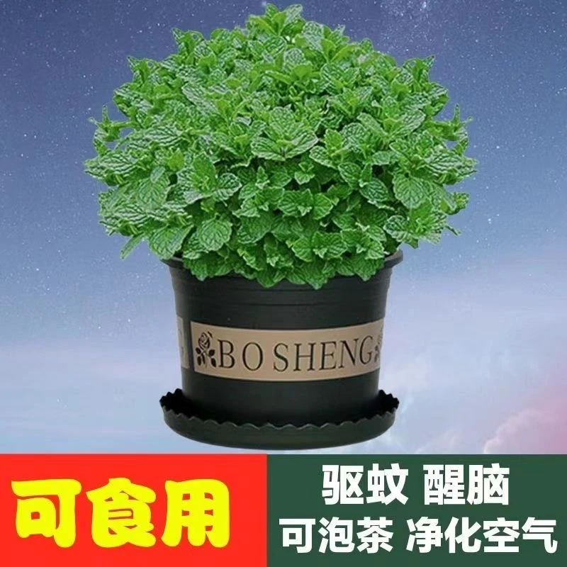 薄荷盆栽可食用泡茶清香提神四季常青室内办公室客厅驱蚊植物