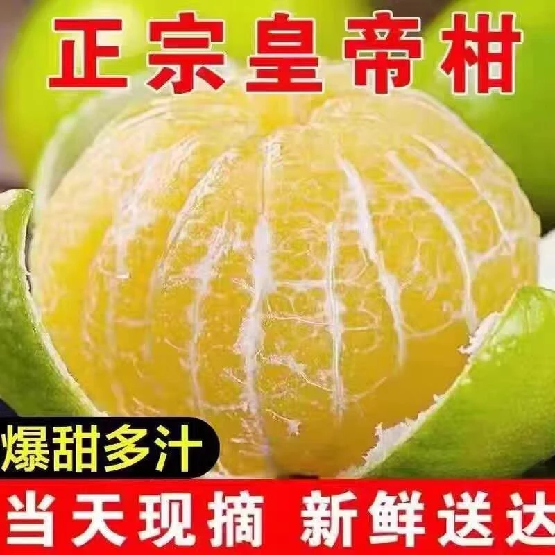 正宗广西武鸣皇帝柑新鲜现摘