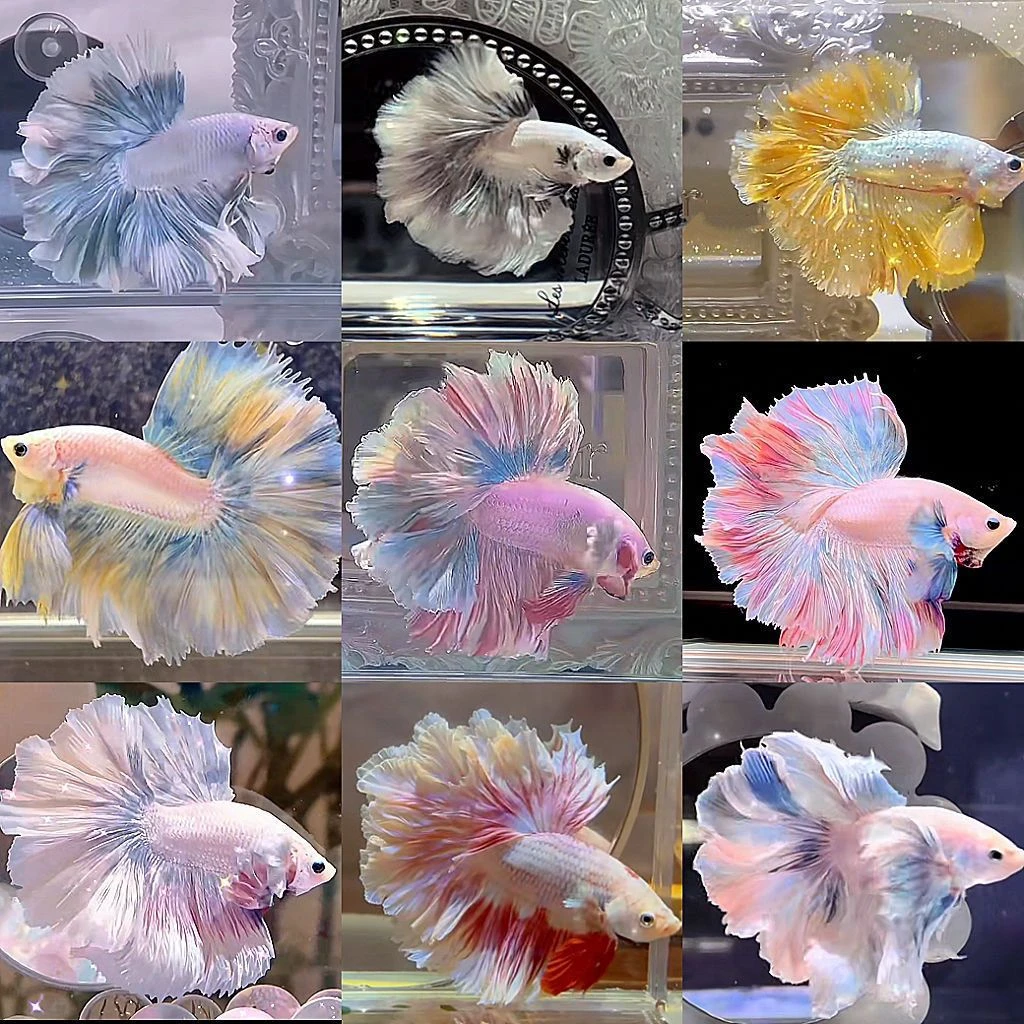 (拍3发4）058-115泰国斗鱼观赏鱼婚纱尾半月公