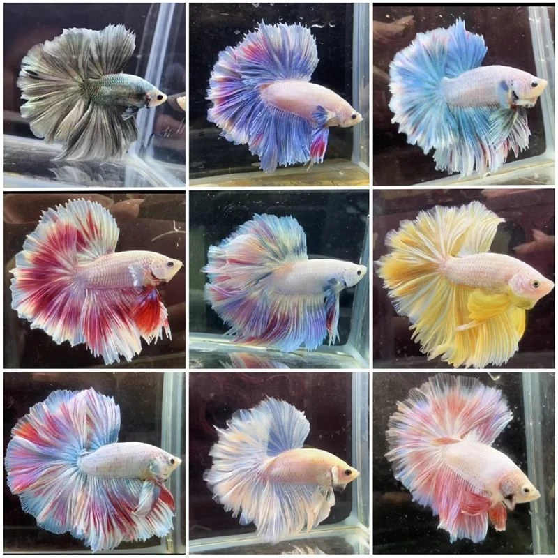 (拍3发4）261-400泰国斗鱼观赏鱼热带鱼桌面宠物鱼