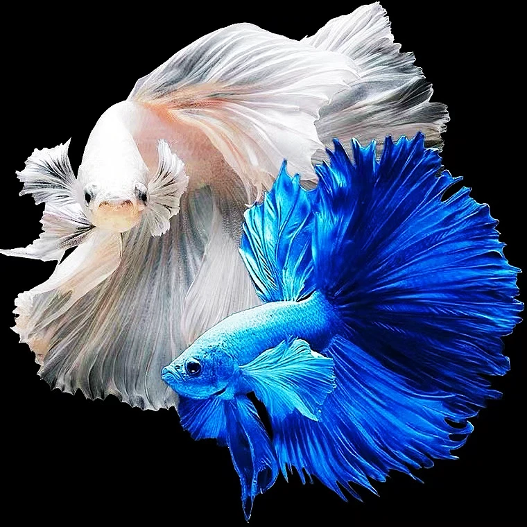 (拍3发4）116-160泰国半月公狮王公大耳朵将军公