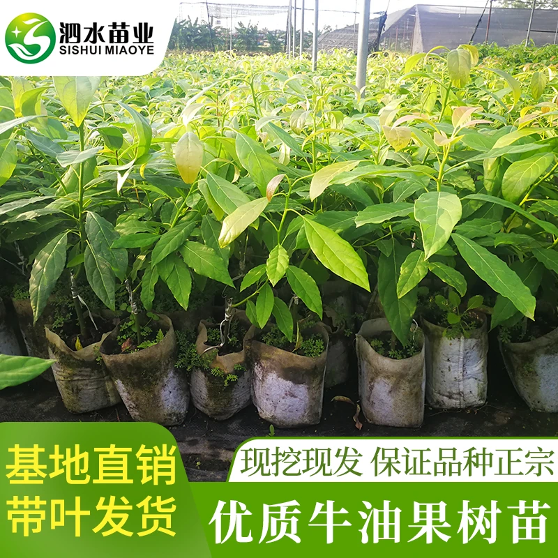 哈斯牛油果桂肯牛油果苗油梨嫁接果树苗