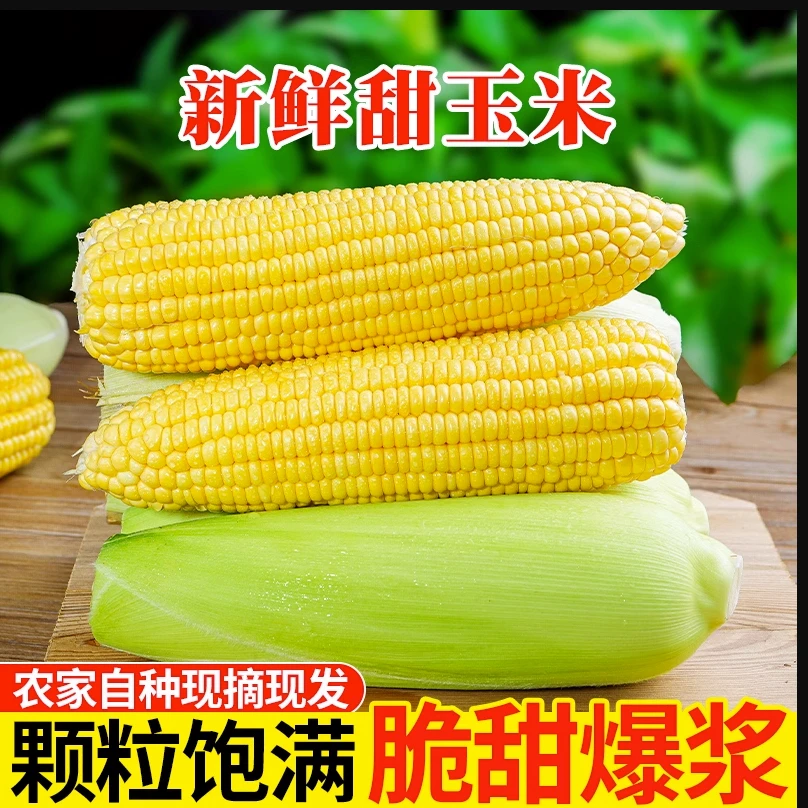 广西现摘新鲜水果玉米黄玉米甜玉米嫩玉米新鲜软糯香甜玉米2-9斤