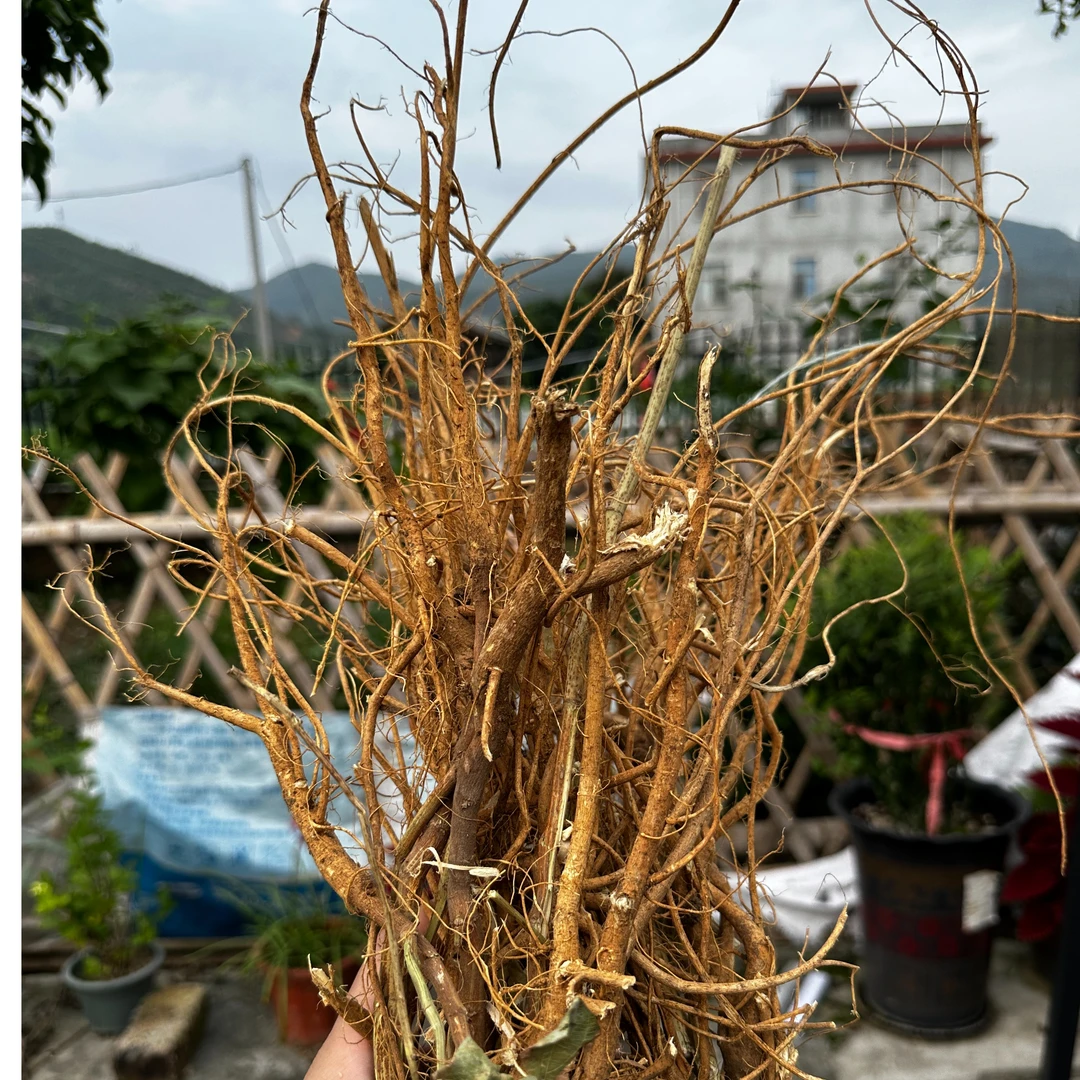 深山虎尾轮石参根500g