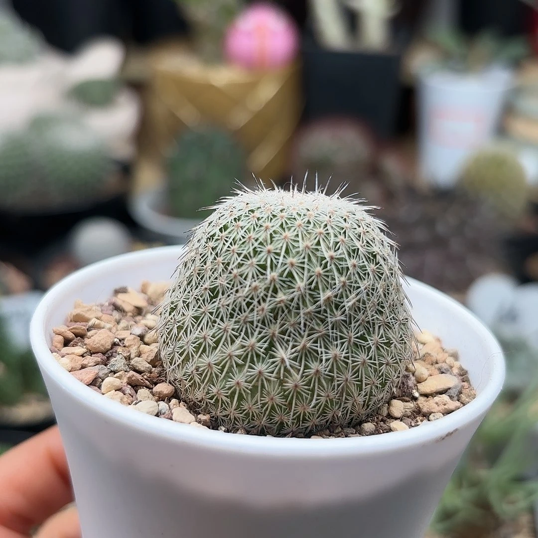 637自根乌月仙人球