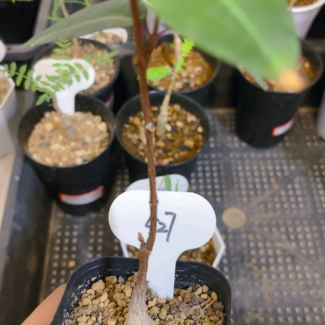 蓝*花527开箱包黑腐售出不售后