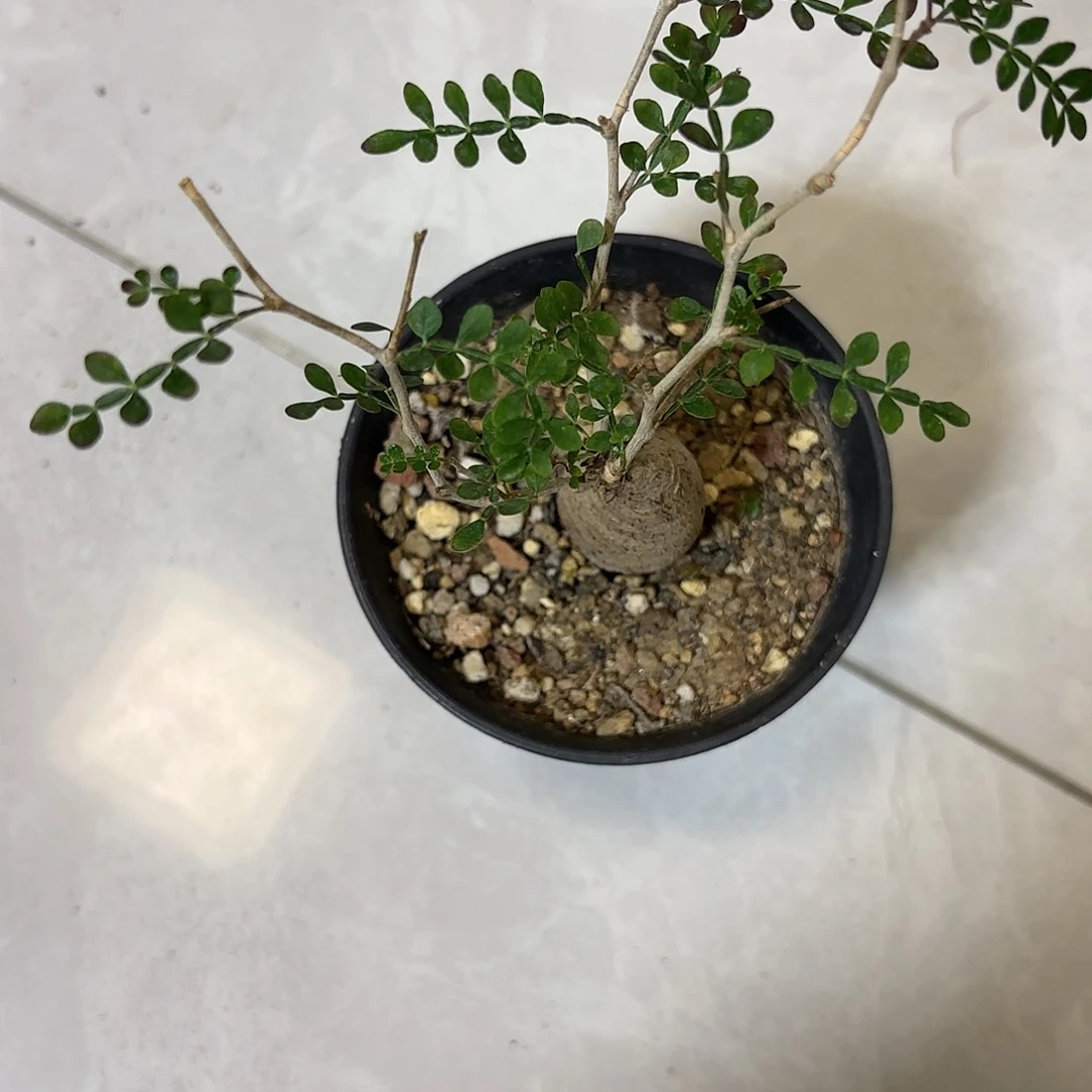 回**芦根插象足漆树561